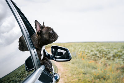 Close-up of a french bulldog in car on the road