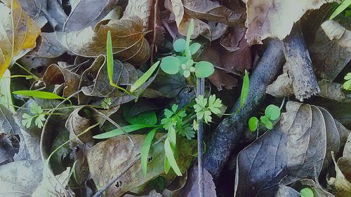 Close-up of plant