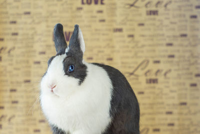 Close-up portrait of a rabbit