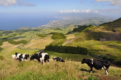 Cows grazing on grassy field