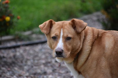 Portrait of dog looking at camera