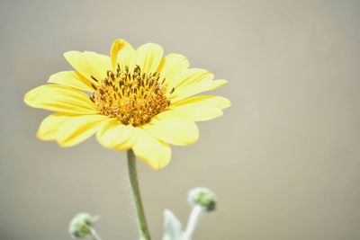 Close-up of yellow flower blooming outdoors