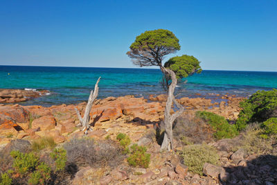 Scenic view of sea against clear blue sky