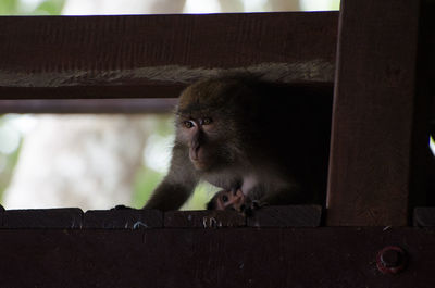 Monkey with infant behind wooden fence