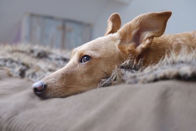 Close-up of dog on bed