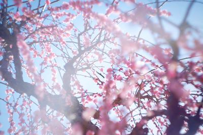 Low angle view of pink flowers