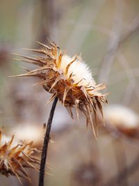 Close-up of wilted plant