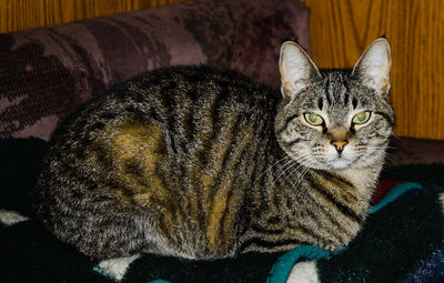 Close-up portrait of cat relaxing