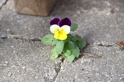 High angle view of purple flowering plant