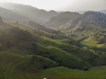 Scenic view of agricultural field