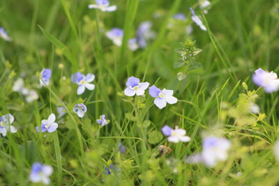 Close-up of purple flowering plants on field