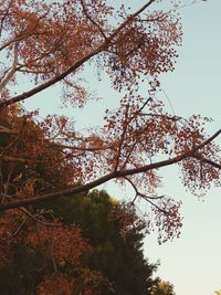 Low angle view of trees against sky