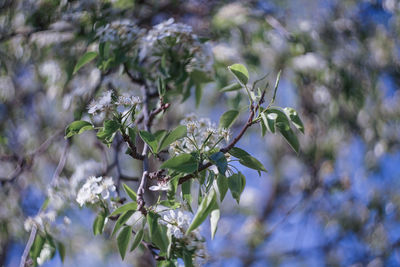 Close-up of flowering plant