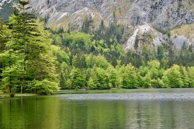 Scenic view of lake in forest