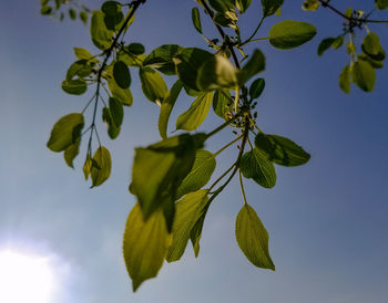 Close-up of leaves against blue sky