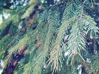 Low angle view of plants