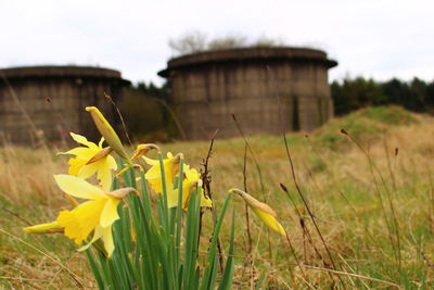 Close-up of yellow crocus field