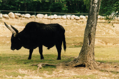 Horse standing in a field