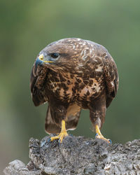 Common buzzard, buteo buteo perched on a branch