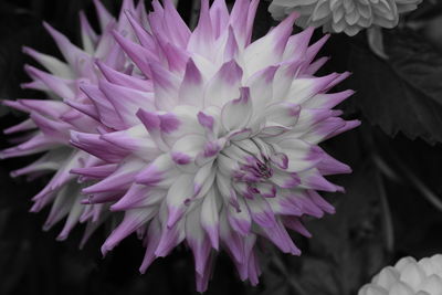 Close-up of flower blooming outdoors