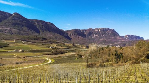 Scenic view of agricultural field against blue sky