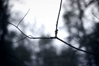 Close-up of bird perching on tree against sky