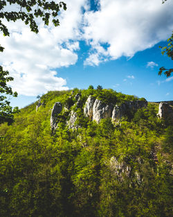 Plants growing on rocks against sky