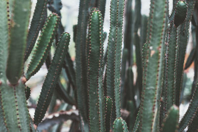 Full frame shot of cactus