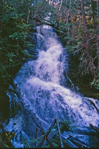 Scenic view of waterfall in forest