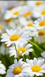 Close-up of white daisy blooming outdoors