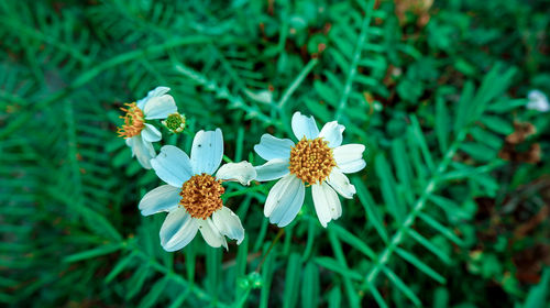 Close-up of white flowering plant