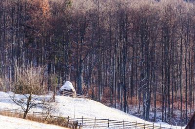 Snow covered trees in winter