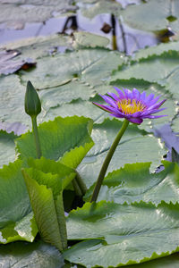 Close-up of purple lotus water lily in lake