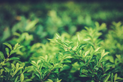 Close-up of fresh green plant on field