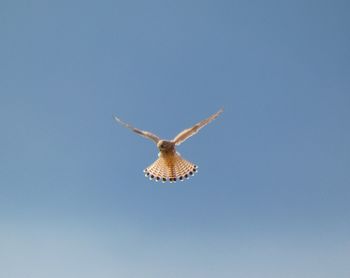 Low angle view of seagull flying in sky