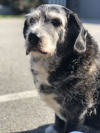 Close-up of a dog looking away