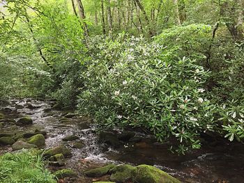 Plants growing in forest