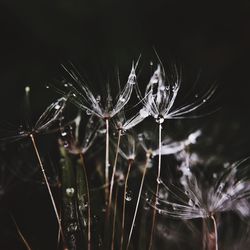 Close-up of wet spider web against black background