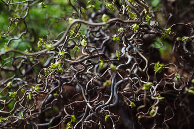 Full frame shot of plants