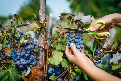 Person picking grapes