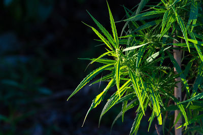 Close-up of fresh green plant