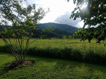 Scenic view of field against sky