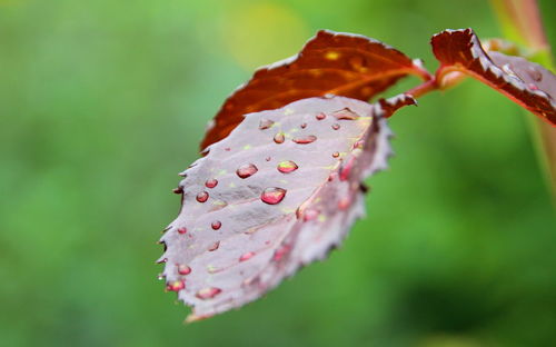 Close-up of wet red leaves on plant during autumn