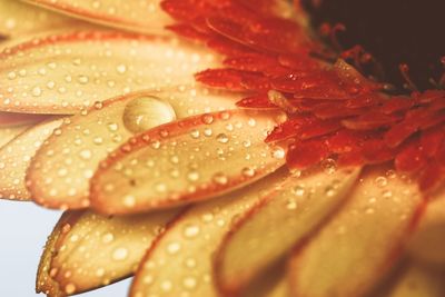 Close-up of raindrops on orange flower