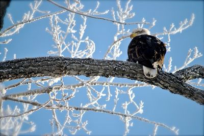 Low angle view of bird perching on branch against sky