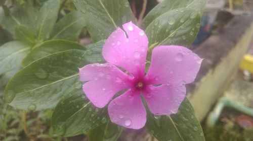 Close-up of water drops on pink flower