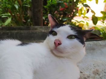 Close-up portrait of a cat