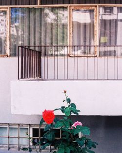 Close-up of red rose on window