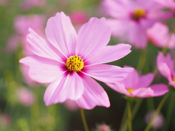 Close-up of pink cosmos flower