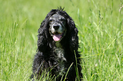 Close-up of dog panting while sitting on grassy field